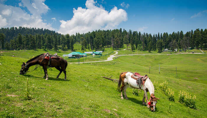 Kashmir Car Rentals